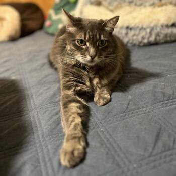 Domestic Long Hair Cats Available for Adoption - Fluffy | PetCurious