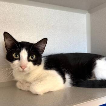 Aura -  Domestic Short Hair Cat for Adoption in Washougal, Washington - Aura | PetCurious