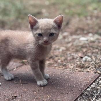 Josh -  Domestic Short Hair Cat for Adoption in Livingston, Texas - Josh | PetCurious