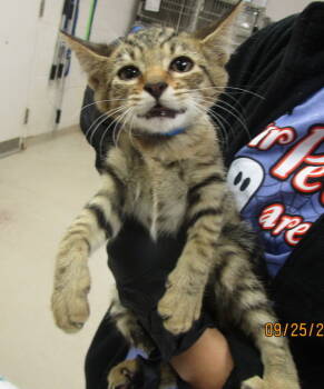 Rescue Domestic Short Hair Cats for Adoption in Marietta, Georgia - (717) | PetCurious