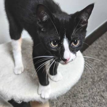 Alder -  Domestic Short Hair Cat for Adoption in Wilsonville, Oregon - Alder | PetCurious