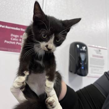 Mallard -  Domestic Short Hair Cat for Adoption in Clearwater, Florida - Mallard | PetCurious