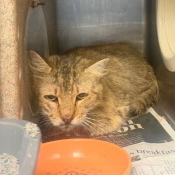TUSC-Wildlife-85619 -  Domestic Medium Hair Cat for Adoption in Tuscaloosa, Alabama - TUSC-Wildlife-85619 | PetCurious