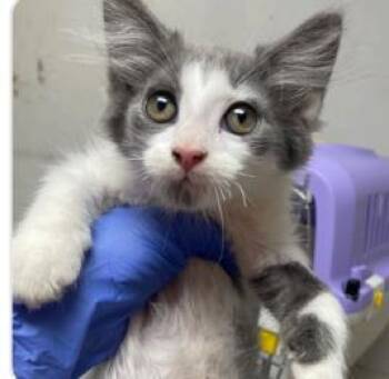 Scooby -  Domestic Short Hair Cat for Adoption - Scooby | PetCurious