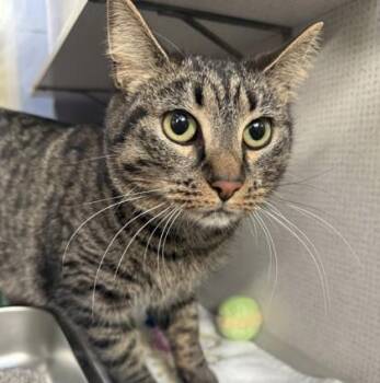 Domestic Short Hair Cats Available for Adoption - Pisces | PetCurious