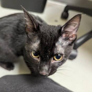 Mango -  Domestic Short Hair Cat for Adoption in Charlottesville, Virginia - Mango | PetCurious