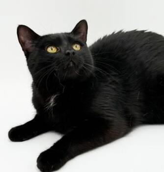 Roger -  Domestic Short Hair Cat for Adoption in Bowling Green, Kentucky - Roger | PetCurious