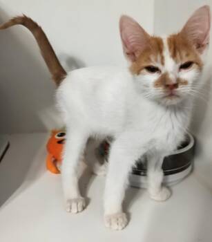 Domestic Short Hair Cats Available for Adoption in Phoenix, Arizona - Beau | PetCurious