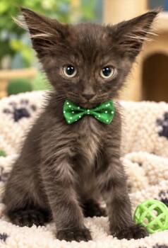 LICORICE -  Domestic Medium Hair Cat for Adoption in Margate, Florida - LICORICE | PetCurious