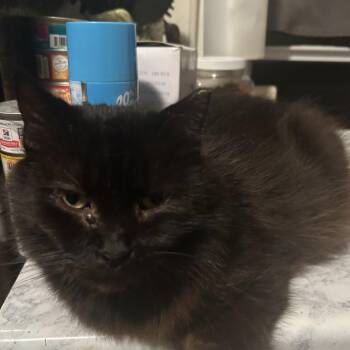 Rescue Domestic Short Hair Cats for Adoption in Parma Heights, Ohio - Nana | PetCurious
