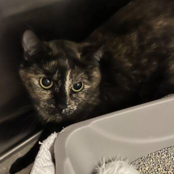 Domestic Short Hair Cats Available for Adoption in Oak Park, Illinois - Edna | PetCurious
