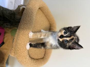 Pancake -  Domestic Short Hair Cat Available for Adoption in Sneads Ferry, North Carolina - Pancake | PetCurious