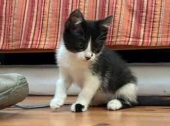 SURF* -  Domestic Short Hair Cat for Adoption in Santa Cruz, California - SURF* | PetCurious