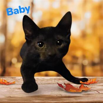 BABY -  Domestic Short Hair Cat for Adoption in Visalia, California - BABY | PetCurious