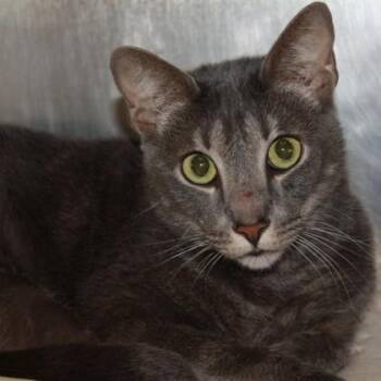 Badger -  Domestic Short Hair Cat for Adoption in Richmond, Virginia - Badger | PetCurious
