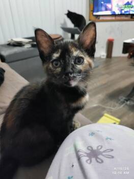 Domestic Short Hair Cats Available for Adoption in Herndon, Virginia - Taboo | PetCurious