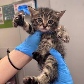 Spicy Tigger -  Domestic Short Hair Cat for Adoption in Columbiana, Alabama - Spicy Tigger | PetCurious
