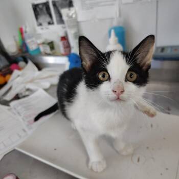 Weston -  Domestic Short Hair Cat for Adoption in Lakeland, Florida - Weston | PetCurious