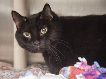 TIGER -  Domestic Short Hair Cat for Adoption in Phoenix, Arizona - TIGER | PetCurious