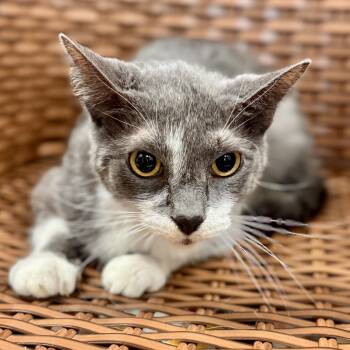 Rescue Domestic Short Hair Cats for Adoption in Midland, Michigan - Gobble- Stray | PetCurious