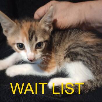 Nyx -  Domestic Short Hair Cat for Adoption in Livingston, Texas - Nyx | PetCurious
