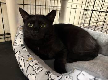 Domestic Short Hair Cats Available for Adoption in Wantagh, New York - Pinky | PetCurious