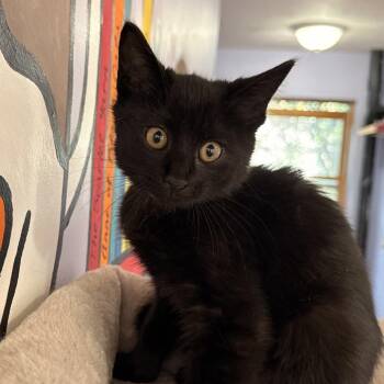 Barbossa -  Domestic Short Hair Cat for Adoption in Brimfield, Massachusetts - Barbossa | PetCurious