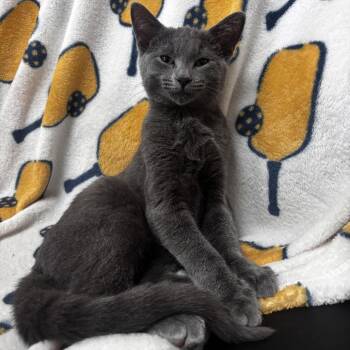 NCI5612 Dusty -  Domestic Short Hair Cat for Adoption in Port Washington, New York - NCI5612 Dusty | PetCurious