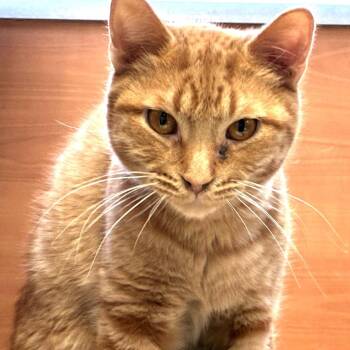 Domestic Short Hair Cats Available for Adoption - Cheeto | PetCurious