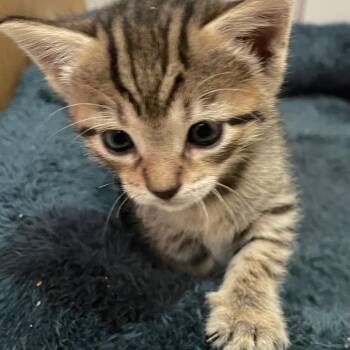 Millie -  Domestic Short Hair Cat for Adoption in Edinburg, Texas - Millie | PetCurious