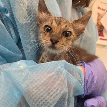 Hickory -  Domestic Short Hair Cat for Adoption in Chattanooga, Tennessee - Hickory | PetCurious