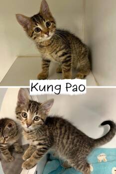 Kung Pao Chicken -  Domestic Short Hair Cat for Adoption in Pierceton, Indiana - Kung Pao Chicken | PetCurious