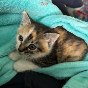 Rescue Domestic Medium Hair Cats for Adoption in Huntsville, Alabama - Zoe | PetCurious