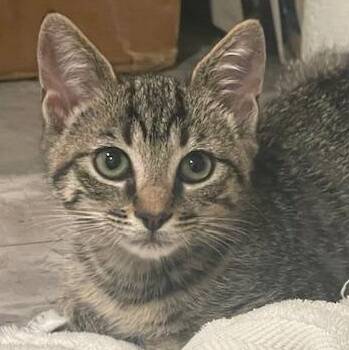 Lilly Mae -  Domestic Short Hair Cat for Adoption in Beaufort, South Carolina - Lilly Mae | PetCurious