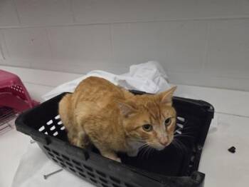 Mighty Mighty Bosstones -  Domestic Short Hair Cat for Adoption in Kansas City, Missouri - Mighty Mighty Bosstones | PetCurious