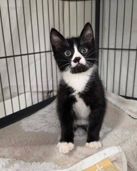 Gimlet -  Domestic Short Hair Cat for Adoption in Novato, California - Gimlet | PetCurious