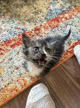 Catspiracy (Available for pre-adoption) -  Domestic Short Hair Cat for Adoption in Camden, South Carolina - Catspiracy (Available For Pre-adoption) | PetCurious