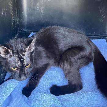 Dante -  Domestic Short Hair Cat for Adoption in Huntington, West Virginia - Dante | PetCurious