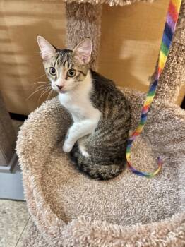 Spider -  Domestic Short Hair Cat for Adoption in Springfield, Pennsylvania - Spider | PetCurious