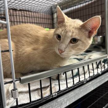 Bingo -  Domestic Short Hair Cat for Adoption in Milford, Iowa - Bingo | PetCurious