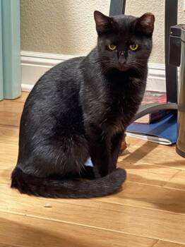 Domestic Short Hair Cats Available for Adoption - Panda Bear | PetCurious