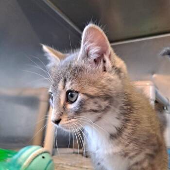 Domestic Short Hair Cats Available for Adoption in Rock Falls, Illinois - Posy | PetCurious