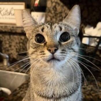 Domestic Short Hair Cats Available for Adoption in Liverpool, Texas - Kung Pao | PetCurious