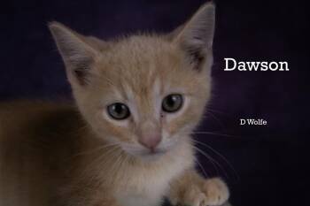 Dawson -  Domestic Short Hair Cat for Adoption in York, Nebraska - Dawson | PetCurious