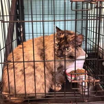 Bessemer -  Domestic Long Hair Cat for Adoption in Gadsden, Alabama - Bessemer | PetCurious