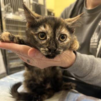 Tortellini -  Domestic Medium Hair Cat for Adoption in Dover, New Hampshire - Tortellini | PetCurious
