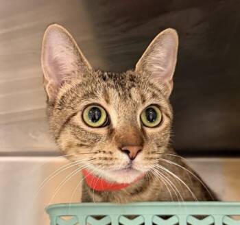 Lyra -  Domestic Short Hair Cat for Adoption in Golden, Colorado - Lyra | PetCurious