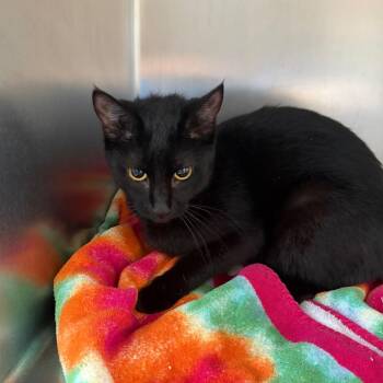 Daisy May -  Domestic Short Hair Cat for Adoption in Council Bluffs, Iowa - Daisy May | PetCurious