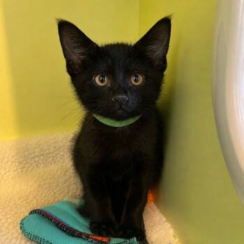 Meyer -  Domestic Short Hair Cat for Adoption in Pontiac, Michigan - Meyer | PetCurious