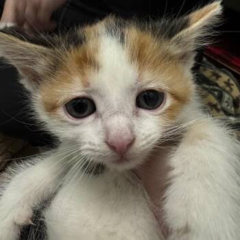 Water Slide -  Domestic Short Hair Cat for Adoption in Pekin, Illinois - Water Slide | PetCurious